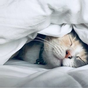 Meet your Posher, Connor